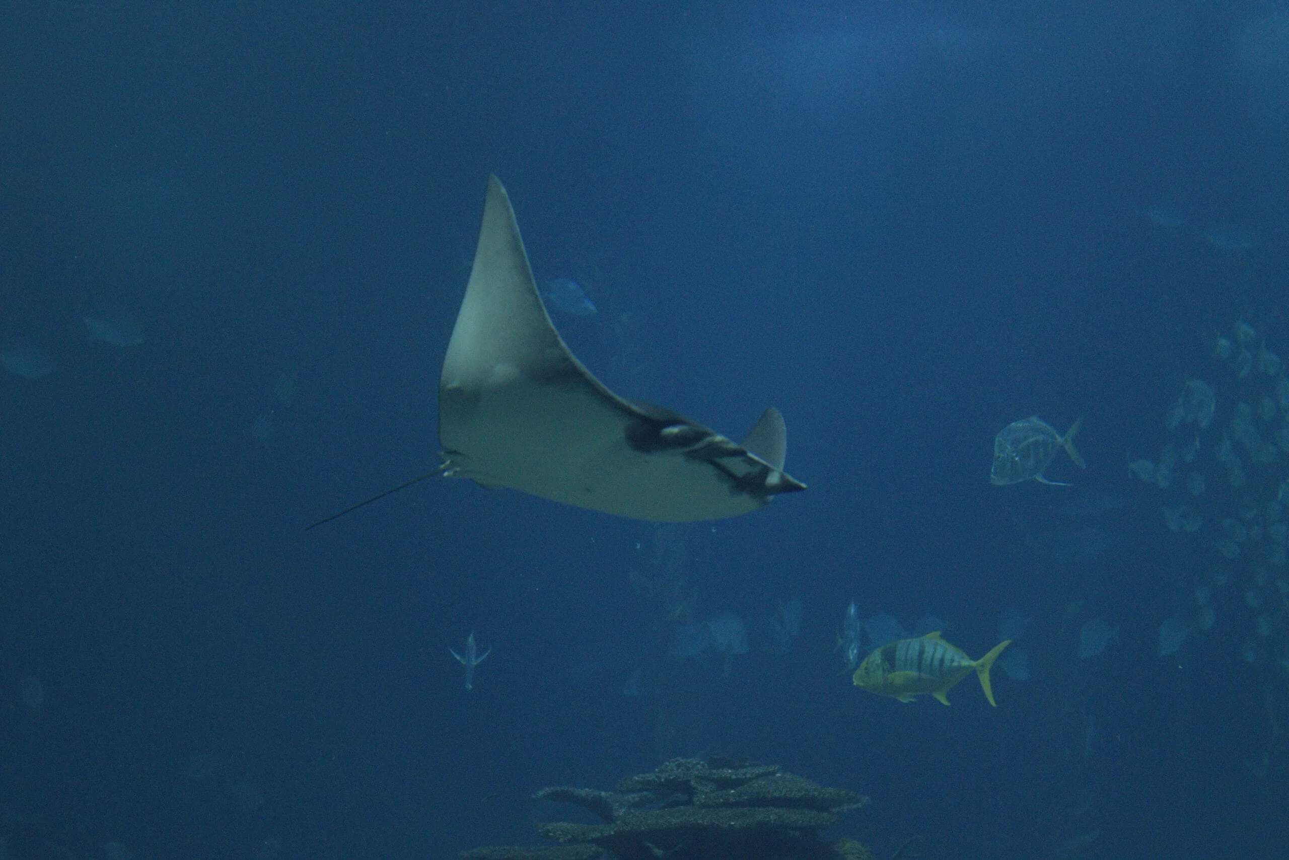 Manta raya desplazándose en un paisaje submarino