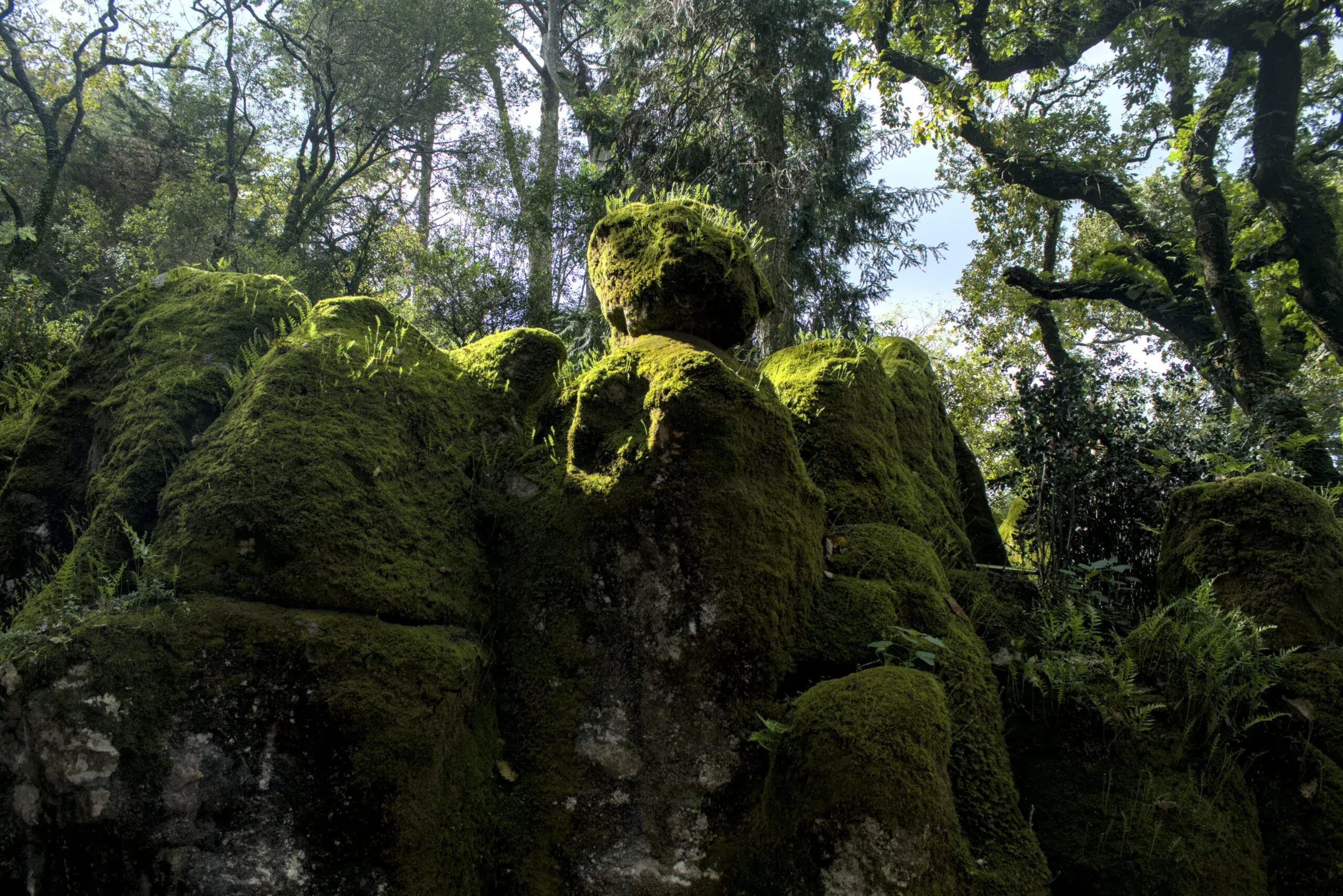 Rocas cubiertas de musgo en un bosque húmedo