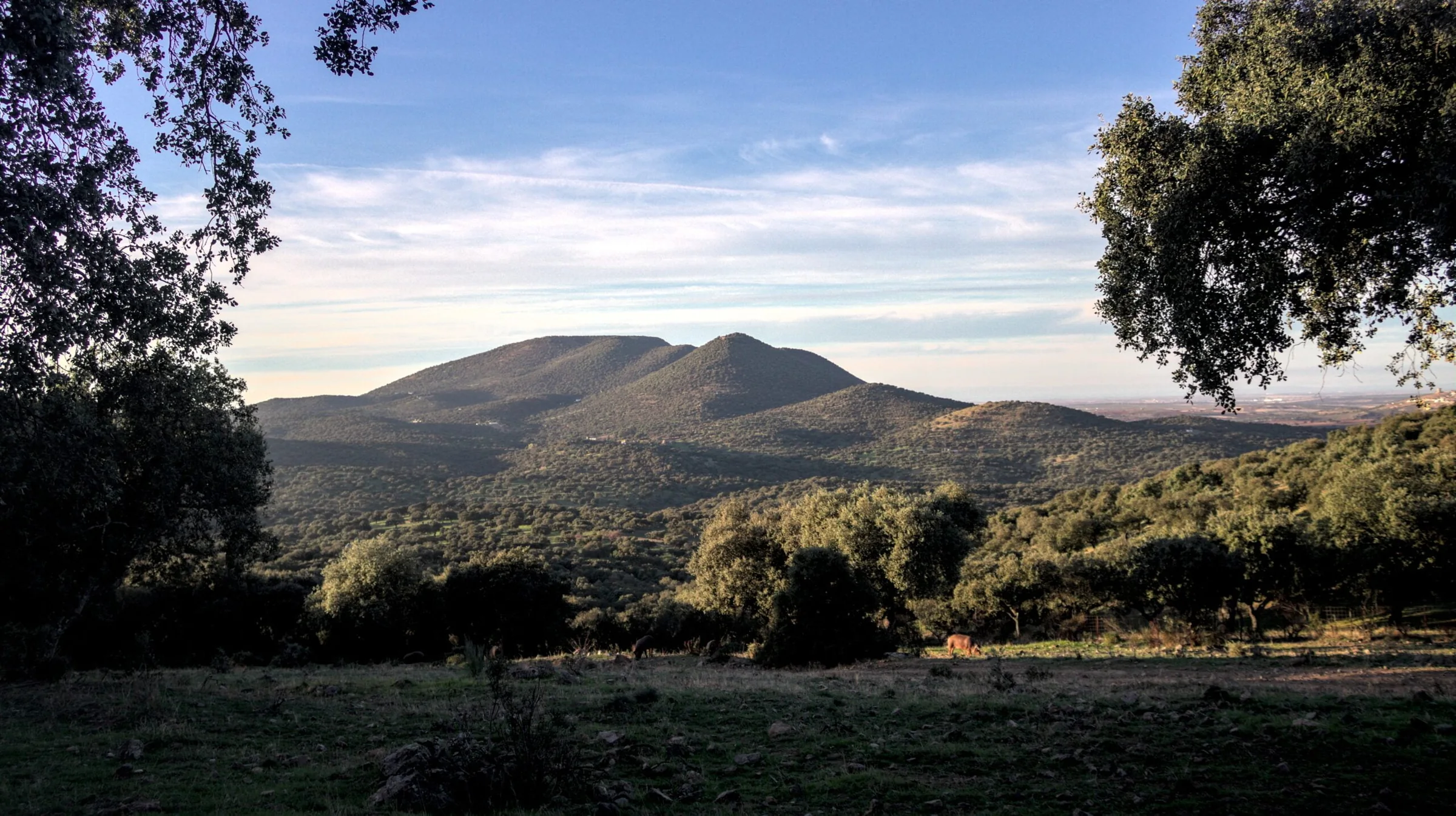 Montaña iluminada lateralmente entre encinas
