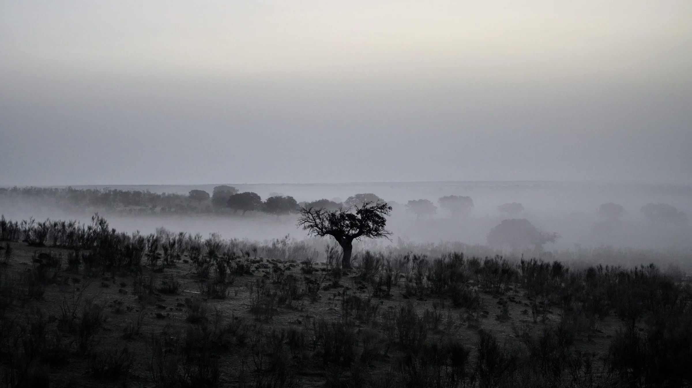 Árbol solitario entre la niebla de un paisaje minimalista