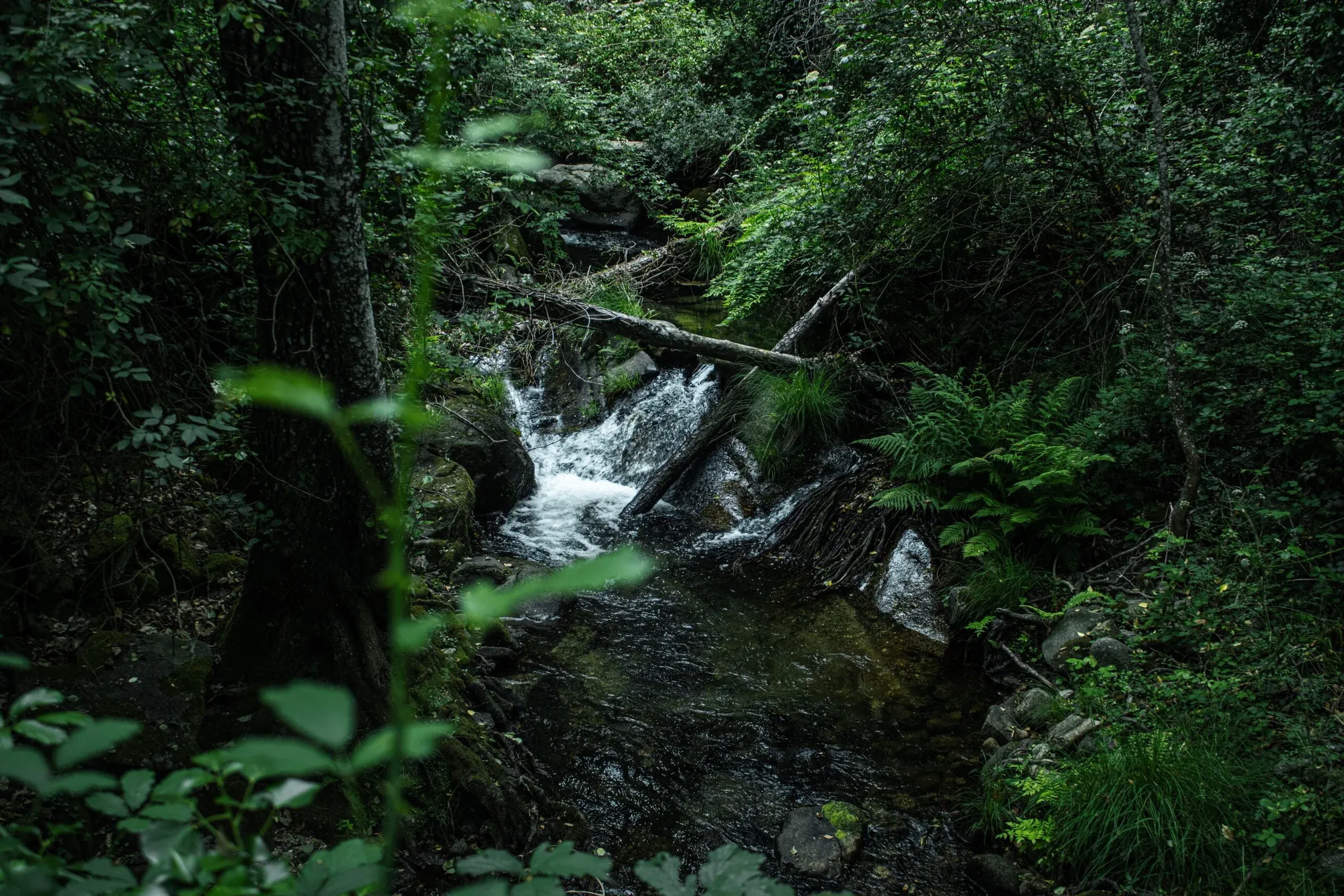 Cascada entre vegetación de bosque húmedo